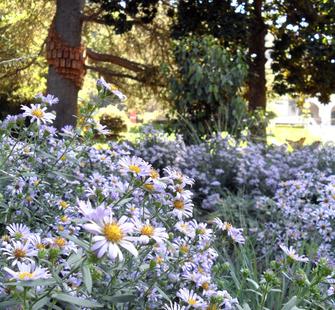Blossoms in the Bird Garden